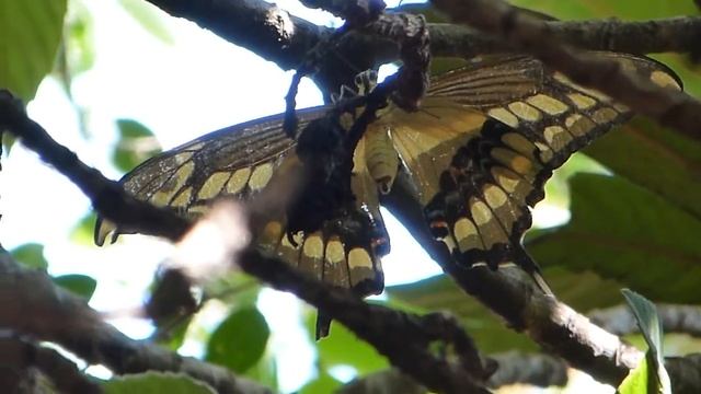 Hembra de Perro de los Naranjos o Limonera Grande (Heraclides thoas brasiliensis) смотреть онлайн