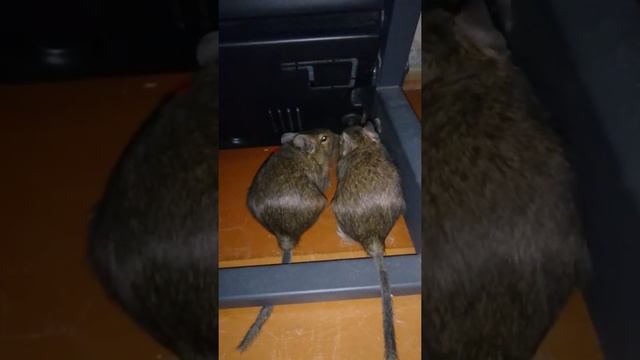 Дегу и подкоп под беговую дорожку) смотреть онлайн