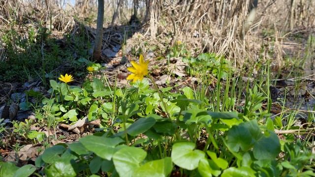 Звуки весеннего леса. Пение птиц и завораживающее моменты пробуждения природы. смотреть онлайн