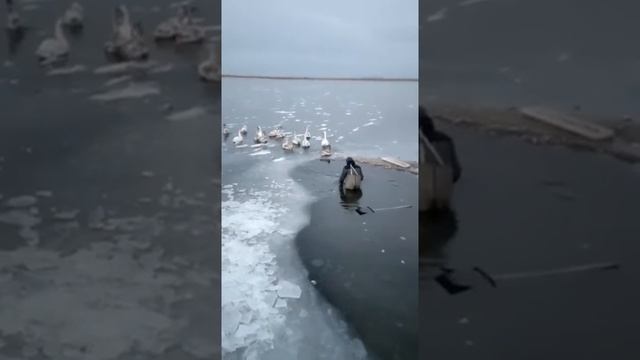 Спасение лебедей на Соленом озере в Батайске смотреть онлайн