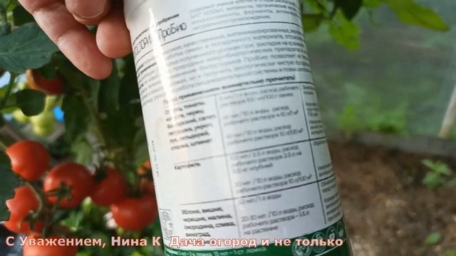 Опрыскай этим томаты в сентябре!Кладоспориоза и Фитофторы не будет!Собирай урожай помидор до морозо смотреть онлайн