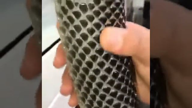 Змея отбросить своей шкуру смотреть онлайн