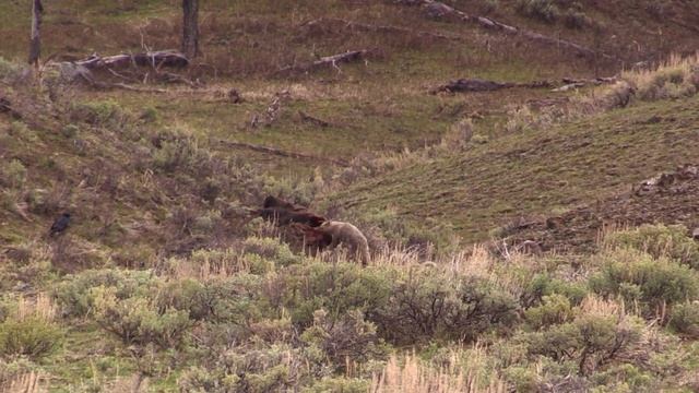 Wild Montana: Coyote Tears Apart Dead Bison After Scaring Away Crows смотреть онлайн