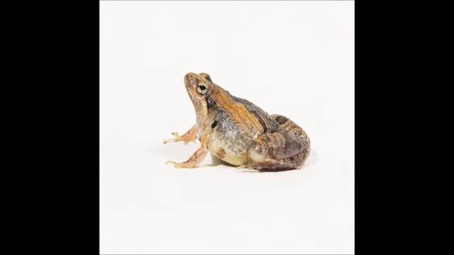 Painted Chorus Frog смотреть онлайн