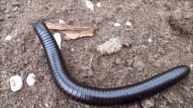 "30 cm langer Riesen-Tausendfüßler"- Ein Video von Karin Schmökel смотреть онлайн