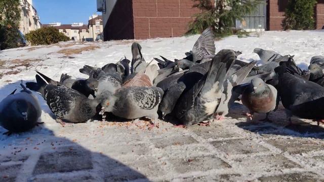 #Голуби Кушают Зерно - Дикие #Птицы Украины и Видео для Котов Cats Tv Video with Pigeon #Birds 4k смотреть онлайн