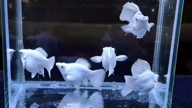 Моллинезия баллон