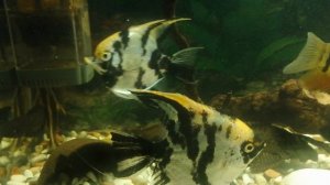 Сом Платидорас полосатый 🐠