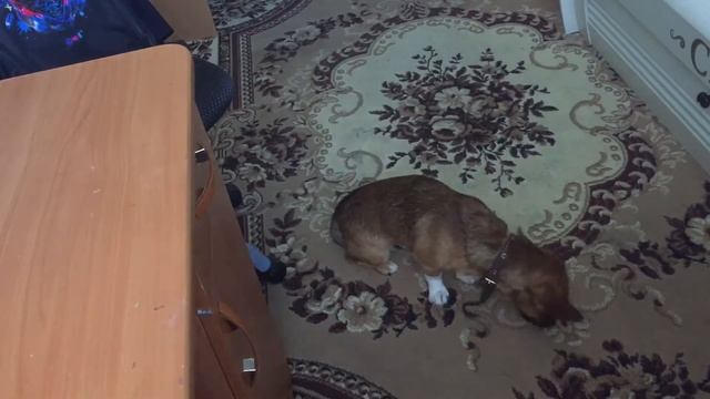 Как научить собаку команде,, зайка"|Barne Dog смотреть онлайн