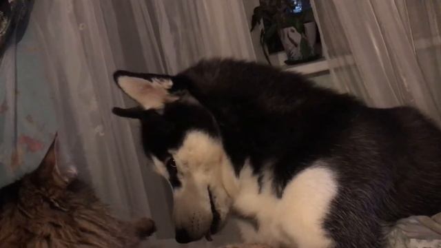 Хаски и кошка. смотреть онлайн