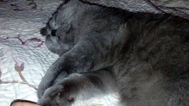 О канале Котик Шелд смотреть онлайн