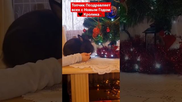 Год Кролика🖤🐾🔝❤️❤️❤️ #новыйгод #shorts#shortvideo #анютакнопкина#дети #животные#подарки#жиза#кролик смотреть онлайн