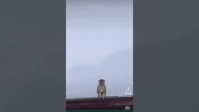 My NFT contemplating listing itself from my hidden folder #meme #funny #nft #crypto #monkeys #anima смотреть онлайн