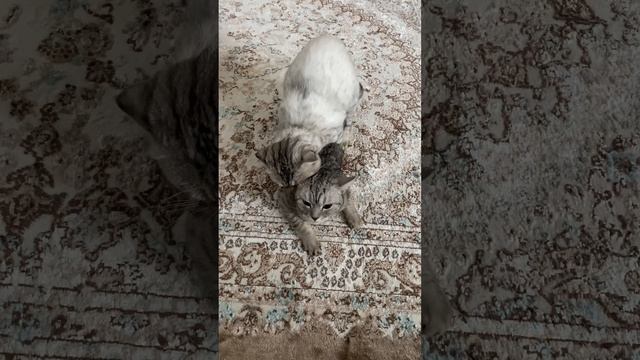 Вязка Веслоухого и Прямоухая смотреть онлайн