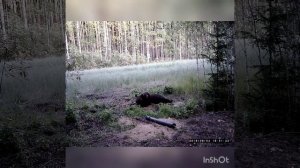 Охота на медведя 2019