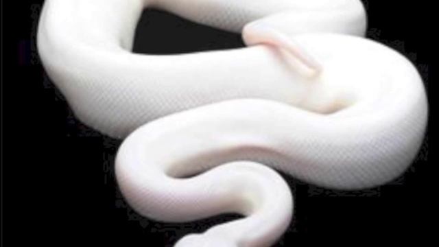 Giant snake eats women ep.39 смотреть онлайн