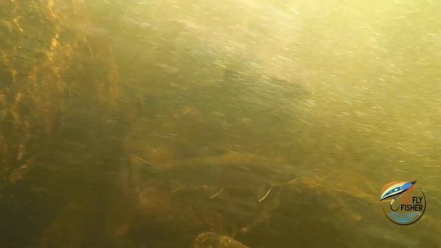Incredible Underwater Video of Trout & Salmon смотреть онлайн