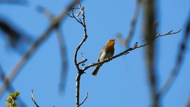зарянка Erithacus rubecula смотреть онлайн