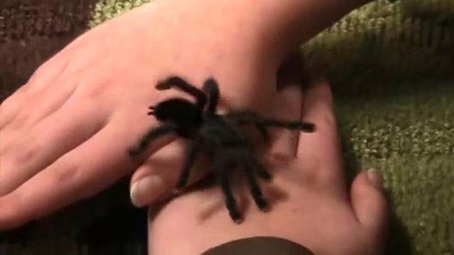 Avicularia sp.avicularia handling смотреть онлайн
