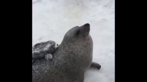 Тюлень хлопает по пузу 30 минут!