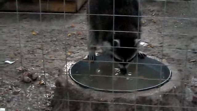 енот который поёт марии элены фишер смотреть онлайн
