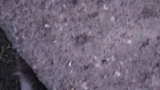 крысяра 24 см.. без учёта хвоста.. смотреть онлайн