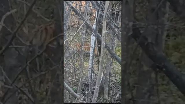 Приморские тигры ,почти на каждом углу .. смотреть онлайн