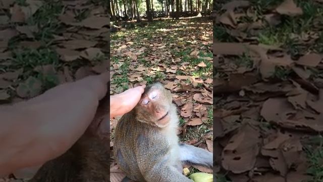 обезьяна, которую можно погладить смотреть онлайн