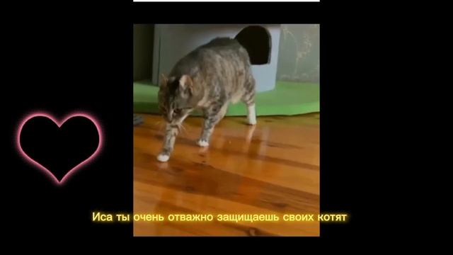 котики няшки смотреть онлайн