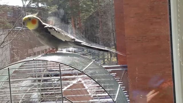 Карел впервые видит свое отражение;) смотреть онлайн