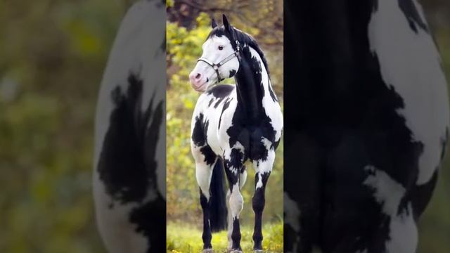 Horse Wallpapers - Collection of Horses in Real Life смотреть онлайн