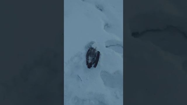 я в шоке попалась ворона смотреть онлайн
