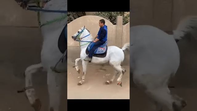 وحش اللعبه بطل الادب❤️🔥 #خيل #arabichorse #السمان #اكسبلور смотреть онлайн