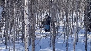 Охота на рысь. lynx hunting