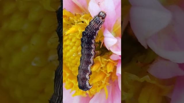 Caterpillar has eat hole in blossom смотреть онлайн