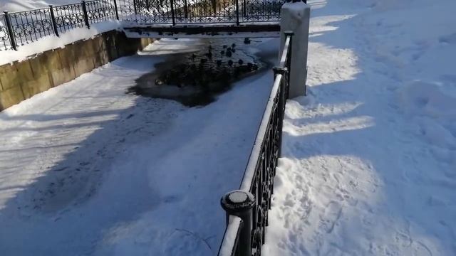 У...точки в Перми, селезни и утки, далеко не "серые шейки" отдыхают в - 25 смотреть онлайн