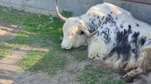 Домашний як