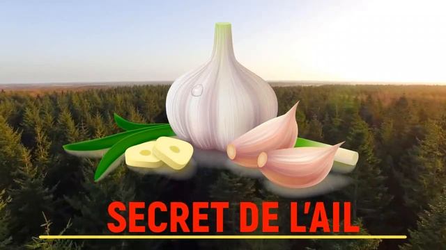 Secret L'ail - Ndiariniou Lathie avec Cheikh Mouhidine Diallo • Faydatidianiya смотреть онлайн