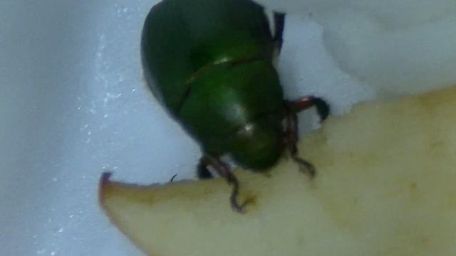 コガネムシ смотреть онлайн