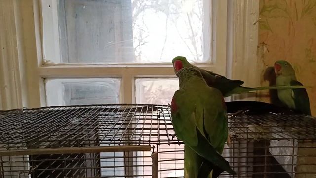 Александрийский попугай. Поведение. смотреть онлайн