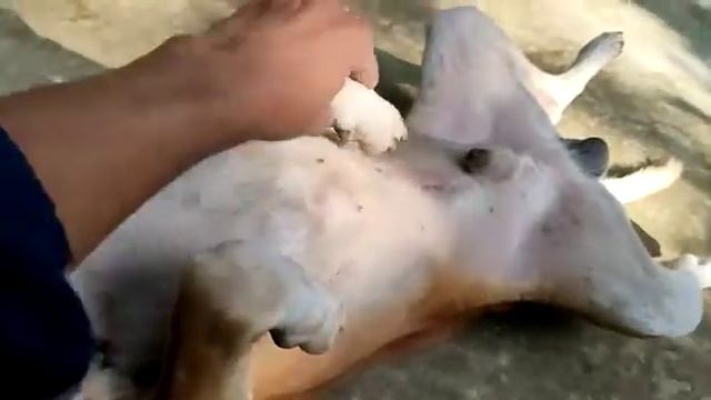 amer mama r tar dog 🤣🤣🤣 смотреть онлайн