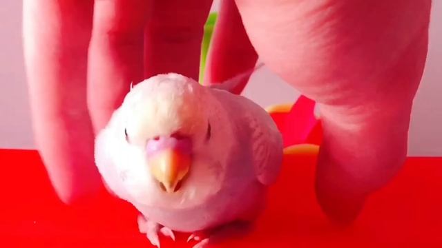 РУЧНОЙ СВЕТЛО-ФИОЛЕТОВЫЙ ПТЕНЧИК МАЛЬЧИК смотреть онлайн