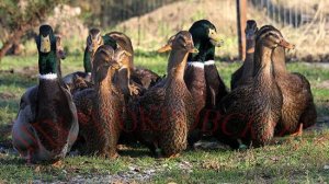 Руанская утка