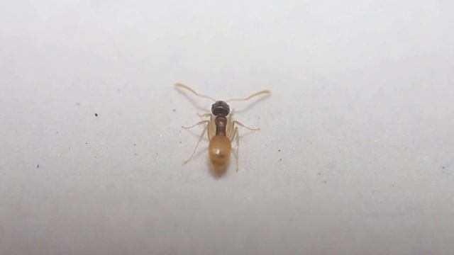 Hormiga/Ant "Tapinoma melanocephalum" (Ghost ant) смотреть онлайн