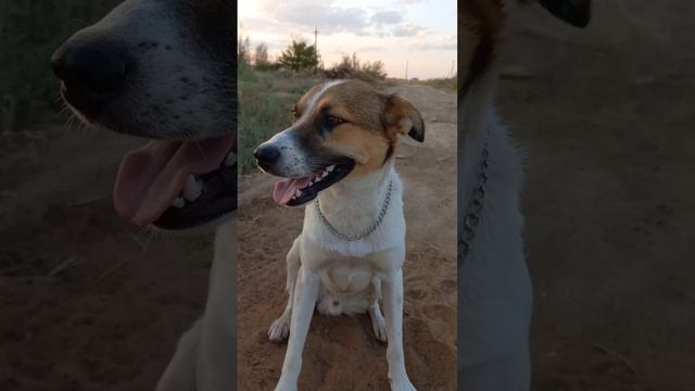 На стиле 😎 Бродяга по жизни холостой Ему не надо. #dog #love смотреть онлайн