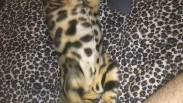 Леопард Дора в Анапе смотреть онлайн