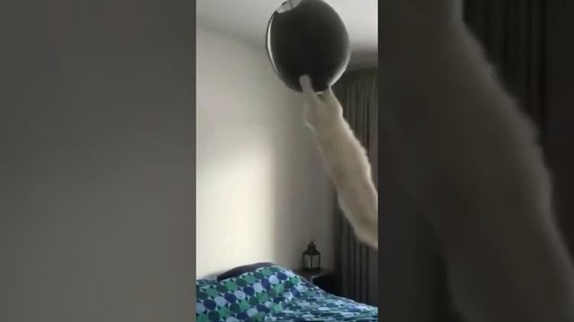 Люстра: висит ни кого не трогает. Кот: Кайф суеты навести🤣 смотреть онлайн