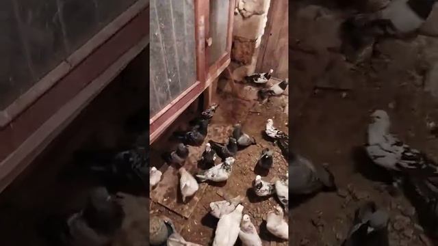 мои голуби всегда радуют смотреть онлайн