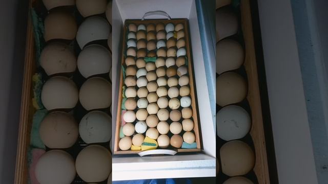 ИНКУБАЦИЯ день 18. #цыплята #инкубация #инкубатор #инкубацияяиц #вашаферма #нормалуппер #несушки