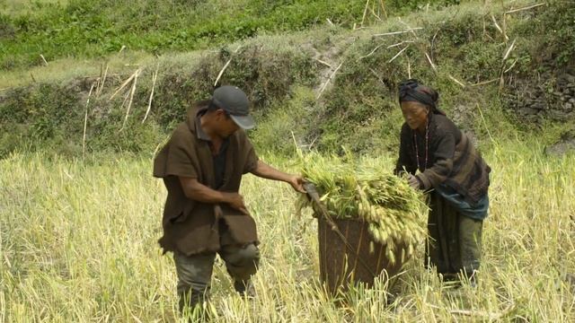 The Rhythm Of Rural Life | Harvesting Barley In The Himalayas | Nepal Documentary
